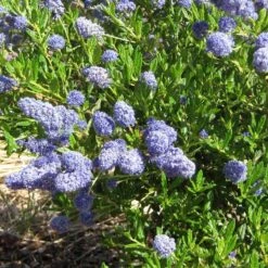 Ceanothus 'Southmead' -Green Plant Shop SHR0012 5