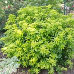 Best Shrubs For Borders -Green Plant Shop SHR0015 2 c07024a9 fbf3 4ac2 96eb 743e2a689be9