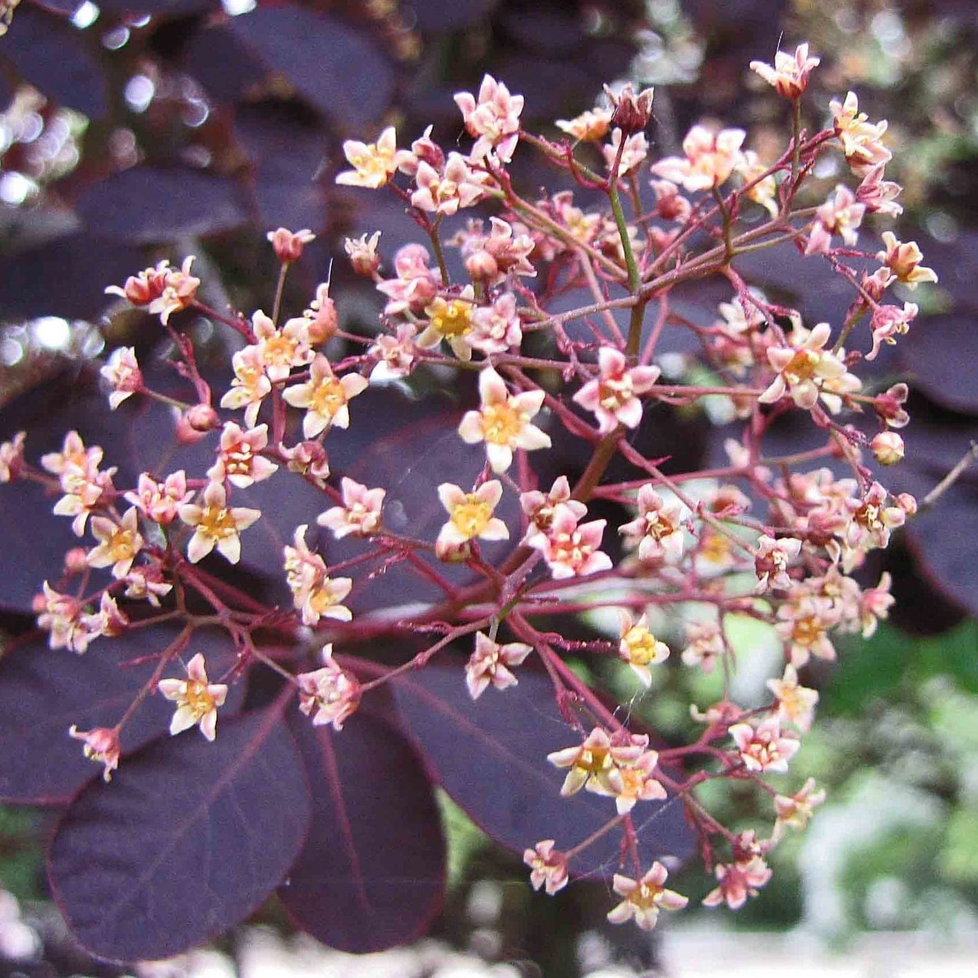 Best Flowering Shrubs 5 Best Flowering Shrubs - Image 3