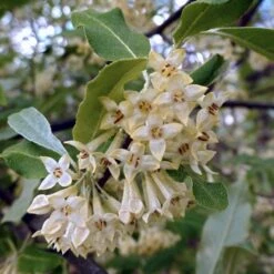 Best Small Evergreen Shrubs -Green Plant Shop SHR0031 1 563912e4 afe6 45ad ace2 809656f9993f