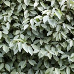 Best Flowering Evergreen Shrubs -Green Plant Shop SHR0031 4 b593e192 c8d2 42f0 b956 7ce0bb5bd358