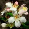 Escallonia 'Apple Blossom' -Green Plant Shop SHR0032 1