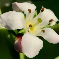 Escallonia 'Apple Blossom' -Green Plant Shop SHR0032 3