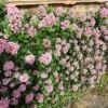 Escallonia 'Pink Elle' -Green Plant Shop SHR0033 1