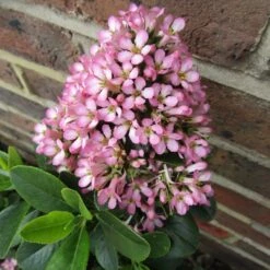 Escallonia 'Pink Elle' -Green Plant Shop SHR0033 3