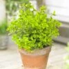 Euonymus 'Emerald 'n' Gold' -Green Plant Shop SHR0035 1