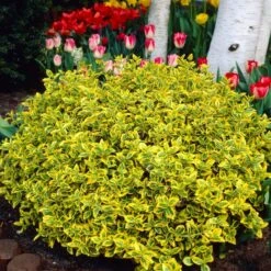 Euonymus 'Emerald 'n' Gold' -Green Plant Shop SHR0035 3