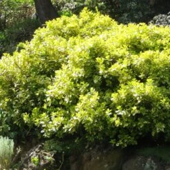 Euonymus 'Emerald 'n' Gold' -Green Plant Shop SHR0035 4