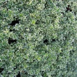 Euonymus 'Emerald Gaiety' -Green Plant Shop SHR0036 3
