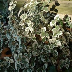 Euonymus 'Emerald Gaiety' -Green Plant Shop SHR0036 8