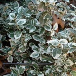 Euonymus 'Emerald Gaiety' -Green Plant Shop SHR0036 9