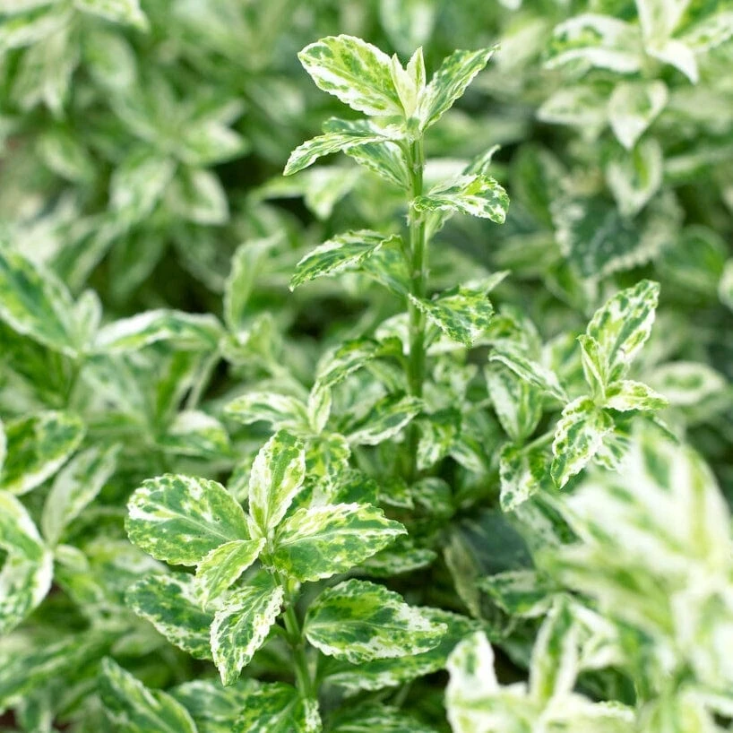 Euonymus 'Harlequin' 5 Euonymus 'Harlequin' - Image 3