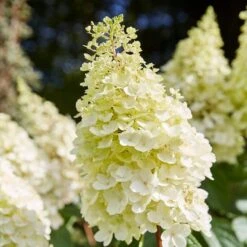 Best Shrubs For Shade -Green Plant Shop SHR0046 1 c3cb1a59 bc1f 4193 9c29 bb636158196c