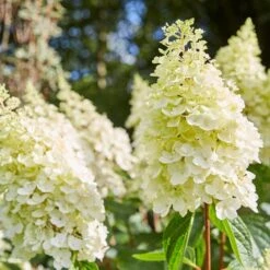 Best Shrubs For Borders -Green Plant Shop SHR0046 2 e4803070 0c1a 444f 8a01 dd0a7b9aff1c