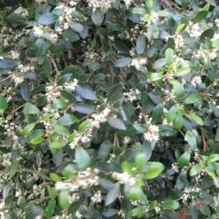 Best Evergreen Shrubs -Green Plant Shop SHR0048 5 3126379c 0e7f 4662 ae28 5e6b576c59bc