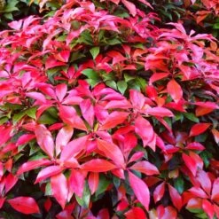 Best Evergreen Shrubs -Green Plant Shop SHR0054 3 b31f3e7f 4044 4fdd 945b 69db2d2f3f97