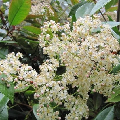 Best Flowering Shrubs 4 Best Flowering Shrubs - Image 2