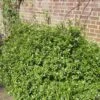 Pittosporum 'Golden Ball' -Green Plant Shop SHR0056 1