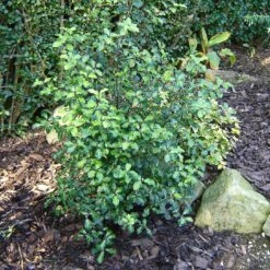 Best Small Evergreen Shrubs -Green Plant Shop SHR0058 1 e658f02d acb1 45cd b15c 5cc27c60092e