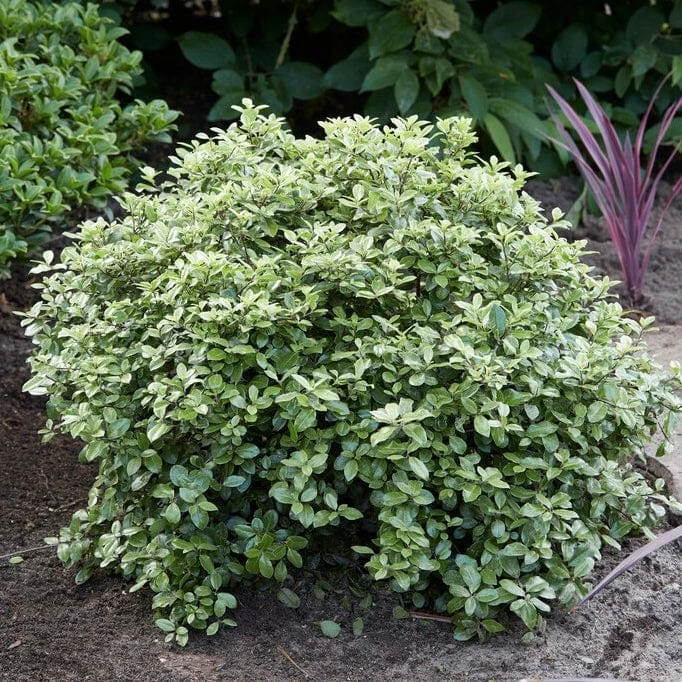 Pittosporum 'Silver Ball' 4 Pittosporum 'Silver Ball' - Image 2