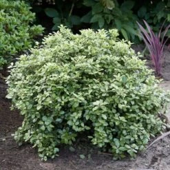 Best Shrubs For Borders -Green Plant Shop SHR0058 3 47341af6 845c 419d 9b76 6812597f7149