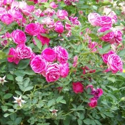 'Antike' Climbing Rose -Green Plant Shop SHR0066 3