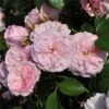 'My Beloved Mother' Shrub Rose -Green Plant Shop SHR0067 1