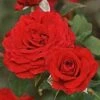 'Joyful Anniversary' Shrub Rose -Green Plant Shop SHR0068 1