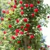 'Don Juan' Climbing Rose -Green Plant Shop SHR0069 4