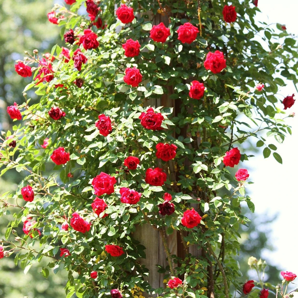 Repeat Flowering Climbing Rose Collection 7 Repeat Flowering Climbing Rose Collection - Image 5