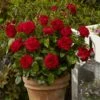 'Capricia Renaissance®' Shrub Rose -Green Plant Shop SHR0072 1