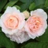 'Clair Renaissance®' Shrub Rose -Green Plant Shop SHR0073 1