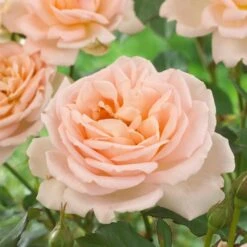 'Clair Renaissance®' Shrub Rose -Green Plant Shop SHR0073 2