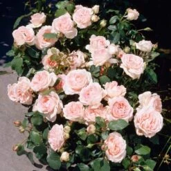 'Clair Renaissance®' Shrub Rose -Green Plant Shop SHR0073 3