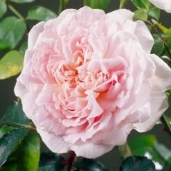 'Clair Renaissance®' Shrub Rose -Green Plant Shop SHR0073 4