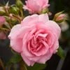 'Mamma Mia Courtyard®' Climbing Rose -Green Plant Shop SHR0077 1