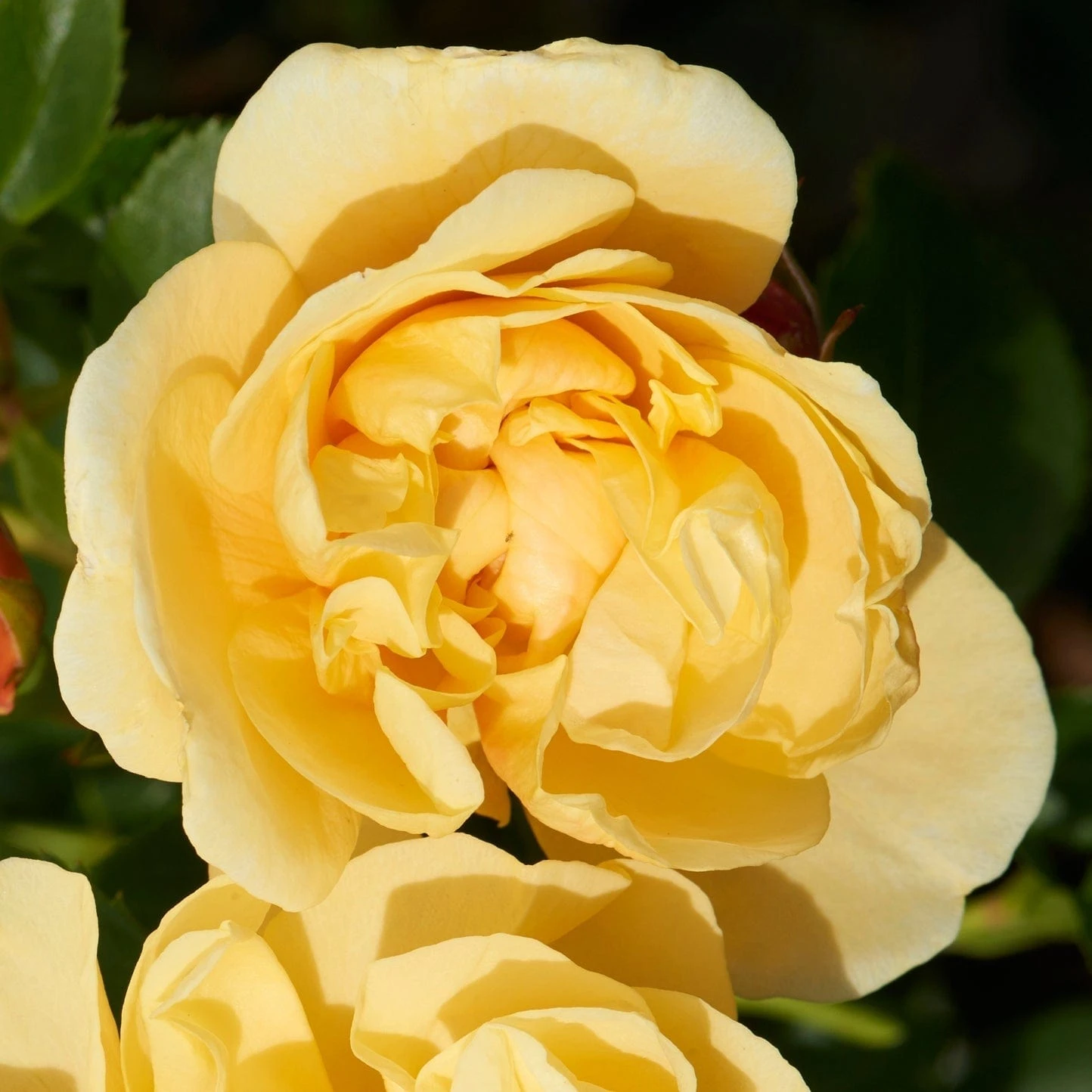 'Mapale Courtyard®' Climbing Rose 4 'Mapale Courtyard®' Climbing Rose - Image 2