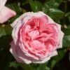 'Marlis Renaissance®' Shrub Rose -Green Plant Shop SHR0079 1