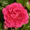 'Pasillo Courtyard®' Climbing Rose -Green Plant Shop SHR0081 1