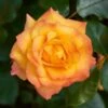 'Redova Courtyard®' Climbing Rose -Green Plant Shop SHR0082 1