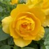 'Layla Bella®' Shrub Rose -Green Plant Shop SHR0083 1