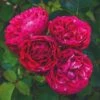 'Raspberry Ripple®' Shrub Rose 1 'Raspberry Ripple®' Shrub Rose -Green Plant Shop SHR0084 1