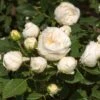 'Lenka Frayla®' Shrub Rose -Green Plant Shop SHR0085 1