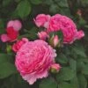 'Ava Bella®' Shrub Rose -Green Plant Shop SHR0086 1