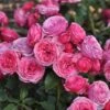 'Bridal Wishes®' Shrub Rose -Green Plant Shop SHR0092 1