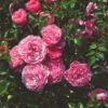 'My Beloved Father®' Shrub Rose -Green Plant Shop SHR0093 1