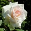 'Swan Lake' Climbing Rose -Green Plant Shop SHR0094 1