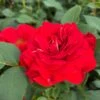 'Jewel In The Crown®' Shrub Rose -Green Plant Shop SHR0095 1
