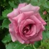 'Violette Perfume' Climbing Rose -Green Plant Shop SHR0097 1