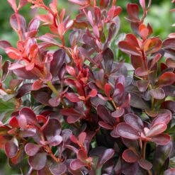Best Mixed Coastal Hedging | Growers' Choice -Green Plant Shop SHR0167 1 577cfd77 1828 48c9 89b4 bedca3f28d90